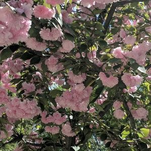 Meet your Posher, Lan